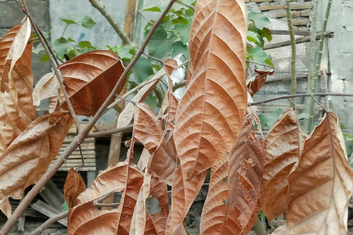 Guida completa per rigenerare le piante danneggiate dal freddo intenso durante l’inverno