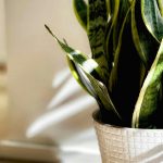 Sanseveria: come annaffiare correttamente per proteggere le radici e mantenere la pianta sana