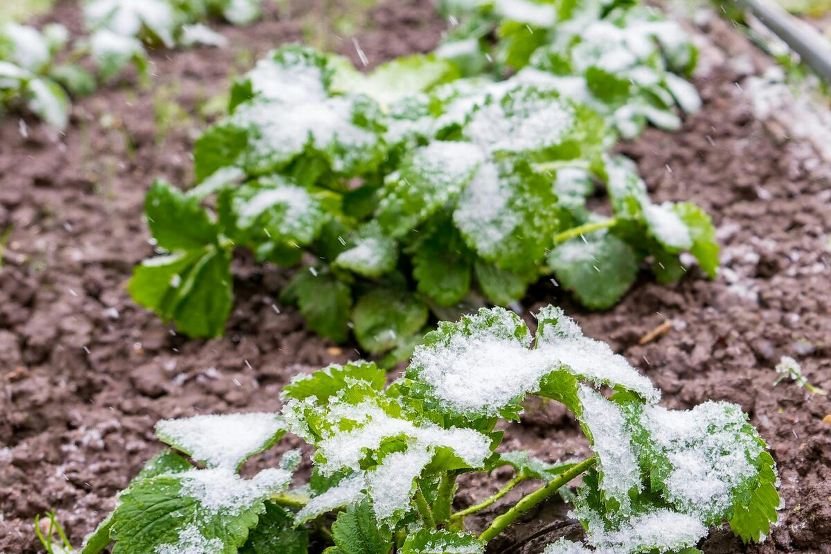 I vantaggi dell’orto a gennaio: colture da avviare e verdure pronte per il raccolto